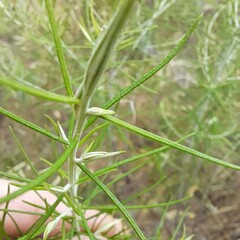 Cassinia laevis