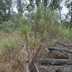Cassinia laevis