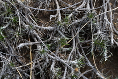 Celmisia laricifolia