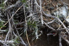 Celmisia laricifolia
