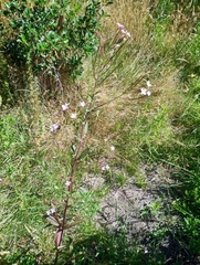 Epilobium palustre