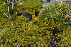 Austrolycopodium fastigiatum