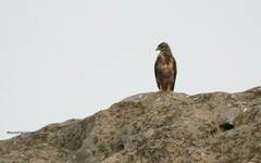 Buteo rufinus