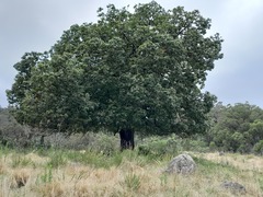 Brachychiton populneus