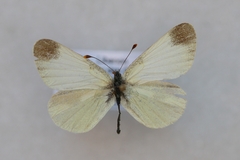 Leptidea duponcheli