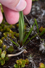 Dolichoglottis lyallii