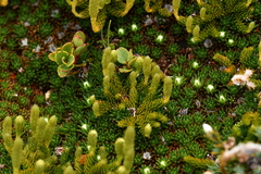 Austrolycopodium fastigiatum