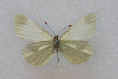 Leptidea duponcheli