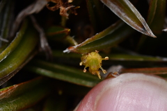 Astelia linearis