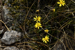 Brachyglottis bellidioides