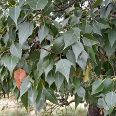 Brachychiton populneus