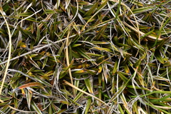 Astelia linearis