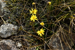 Brachyglottis bellidioides