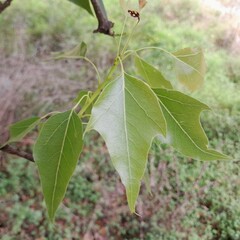 Brachychiton populneus