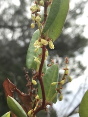 Muehlenbeckia adpressa
