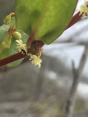 Muehlenbeckia adpressa