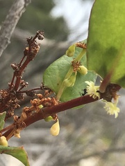 Muehlenbeckia adpressa