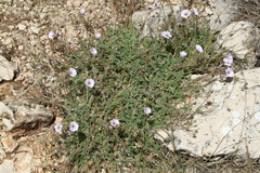 Erodium saxatile