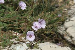 Erodium saxatile