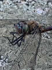 Hemicordulia armstrongi