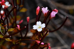 Epilobium porphyrium