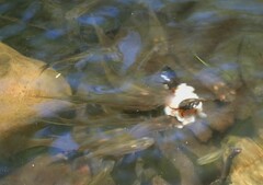 Xiphophorus hellerii