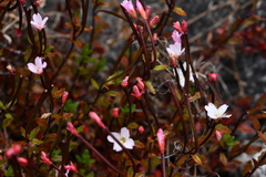 Epilobium porphyrium