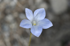 Wahlenbergia albomarginata