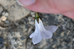 Wahlenbergia albomarginata