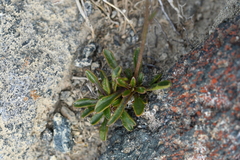 Wahlenbergia albomarginata