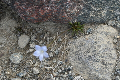 Wahlenbergia albomarginata