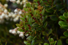 Gaultheria crassa