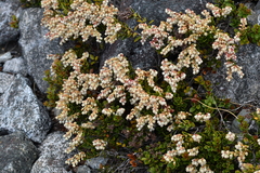 Gaultheria crassa