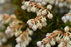 Gaultheria crassa