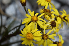 Dolichoglottis lyallii