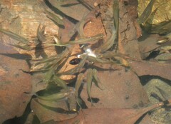 Xiphophorus hellerii