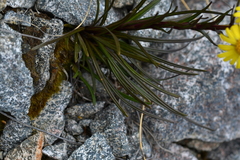 Dolichoglottis lyallii