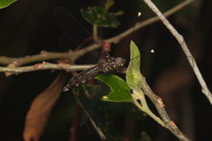 Pilacmonotus sabulosus