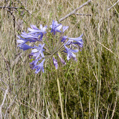 Agapanthus praecox