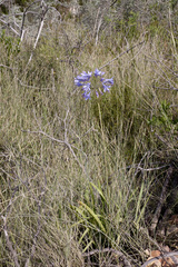 Agapanthus praecox