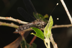 Pilacmonotus sabulosus