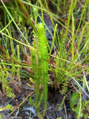 Lateristachys lateralis