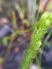 Lateristachys lateralis