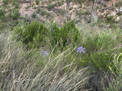 Agapanthus praecox