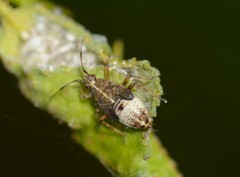 Deraeocoris flavilinea