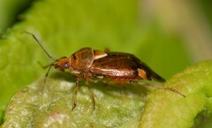 Deraeocoris flavilinea