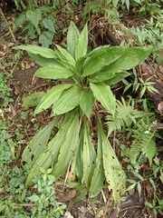 Calanthe triplicata