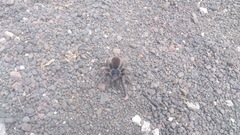 Dugesiella anitahoffmannae