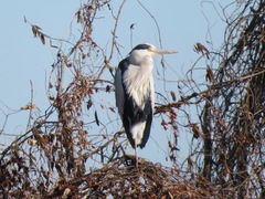 Ardea cinerea