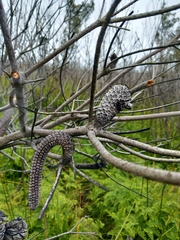 Banksia ericifolia